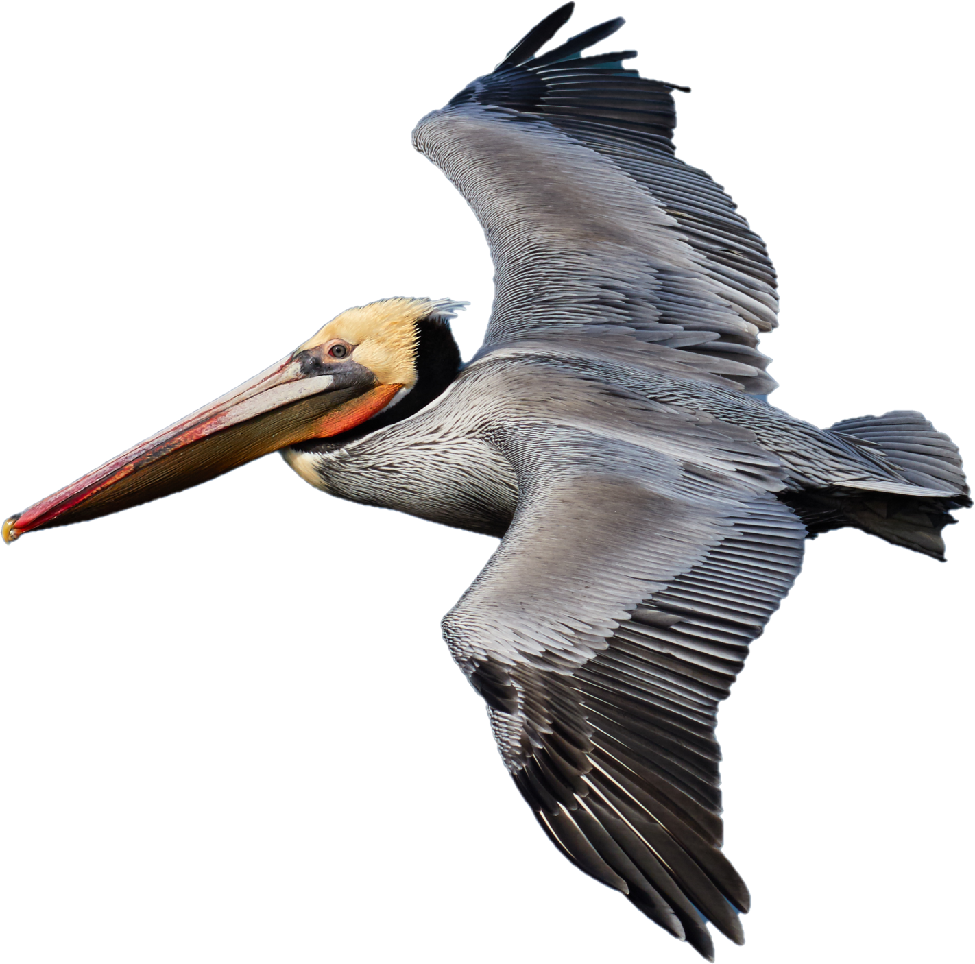 A brown pelican in flight
